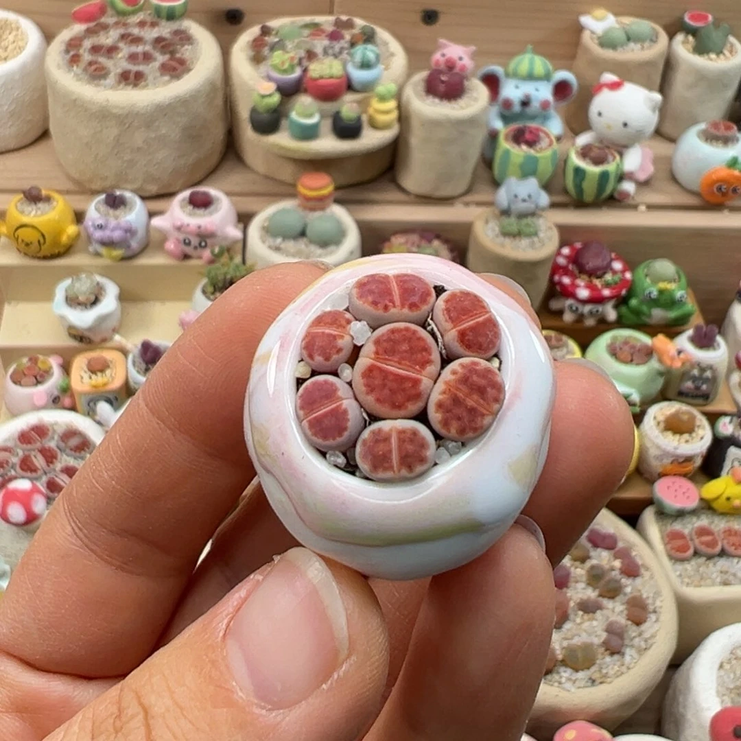 多肉植物107号红色