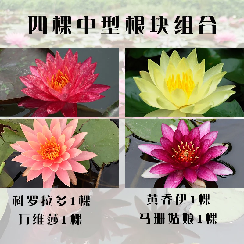 大睡莲水培植物池塘水养根块鱼缸水莲花苗荷花带花苞盆栽水生种根