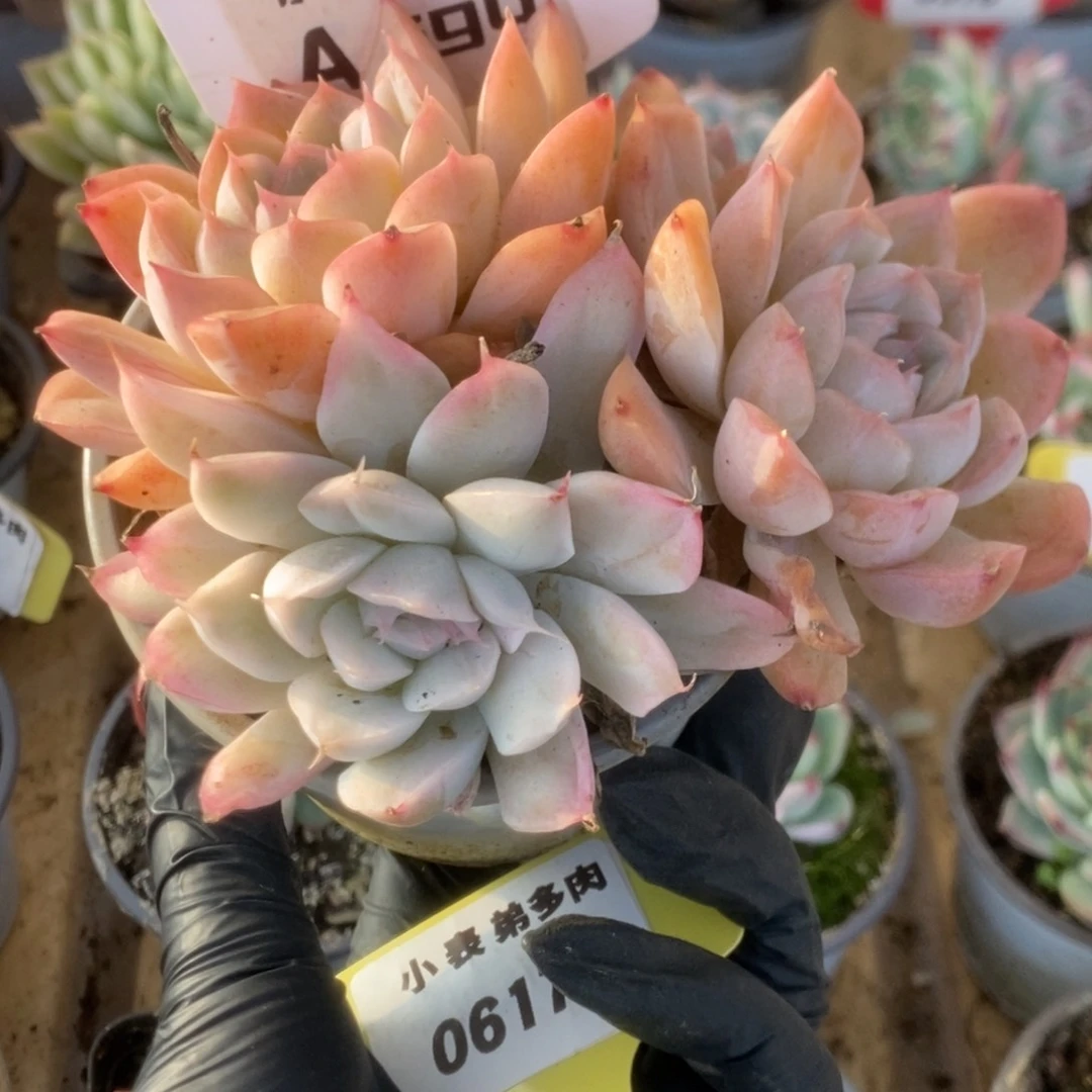 694辛普森锦锦锦锦锦