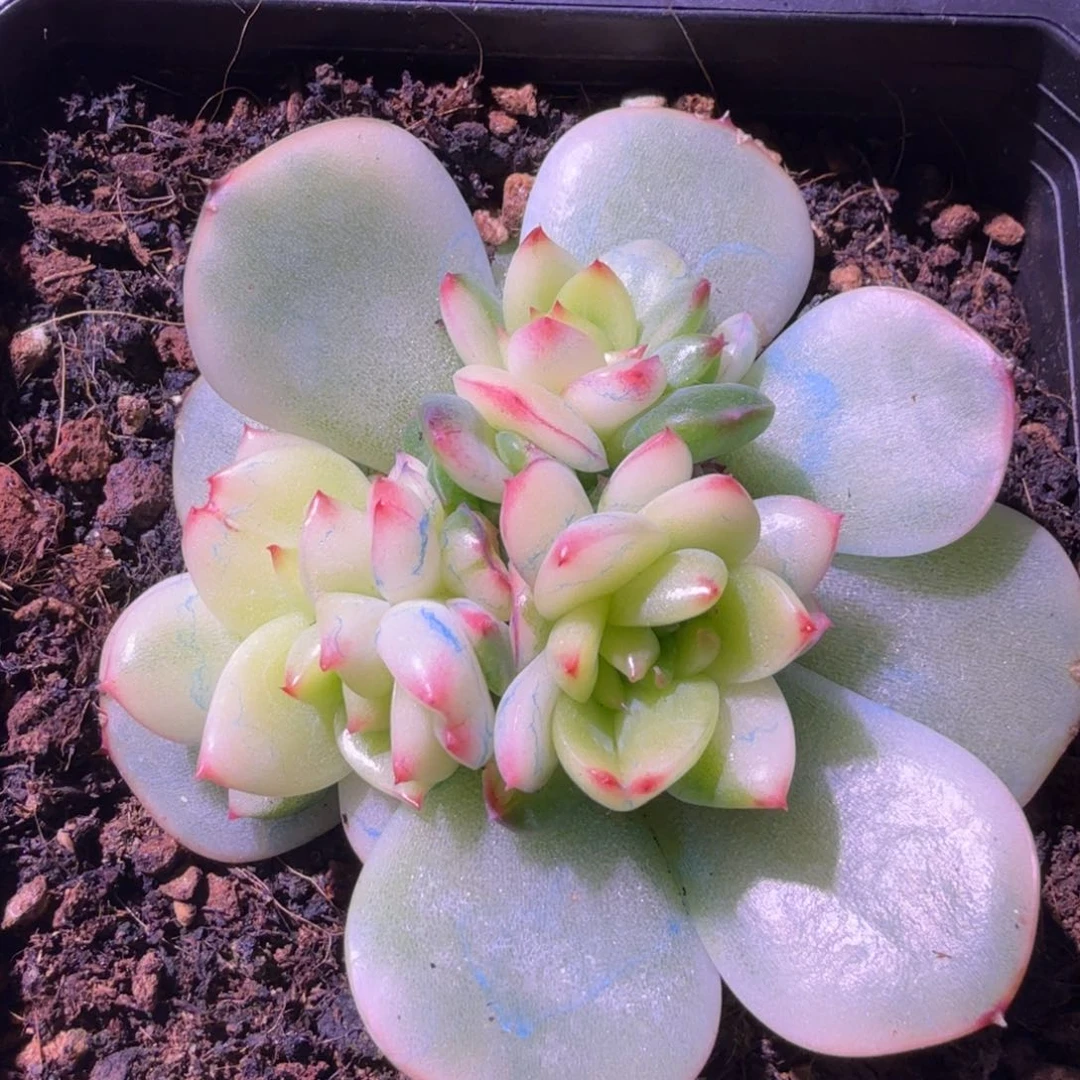 一刻月亮石锦底座