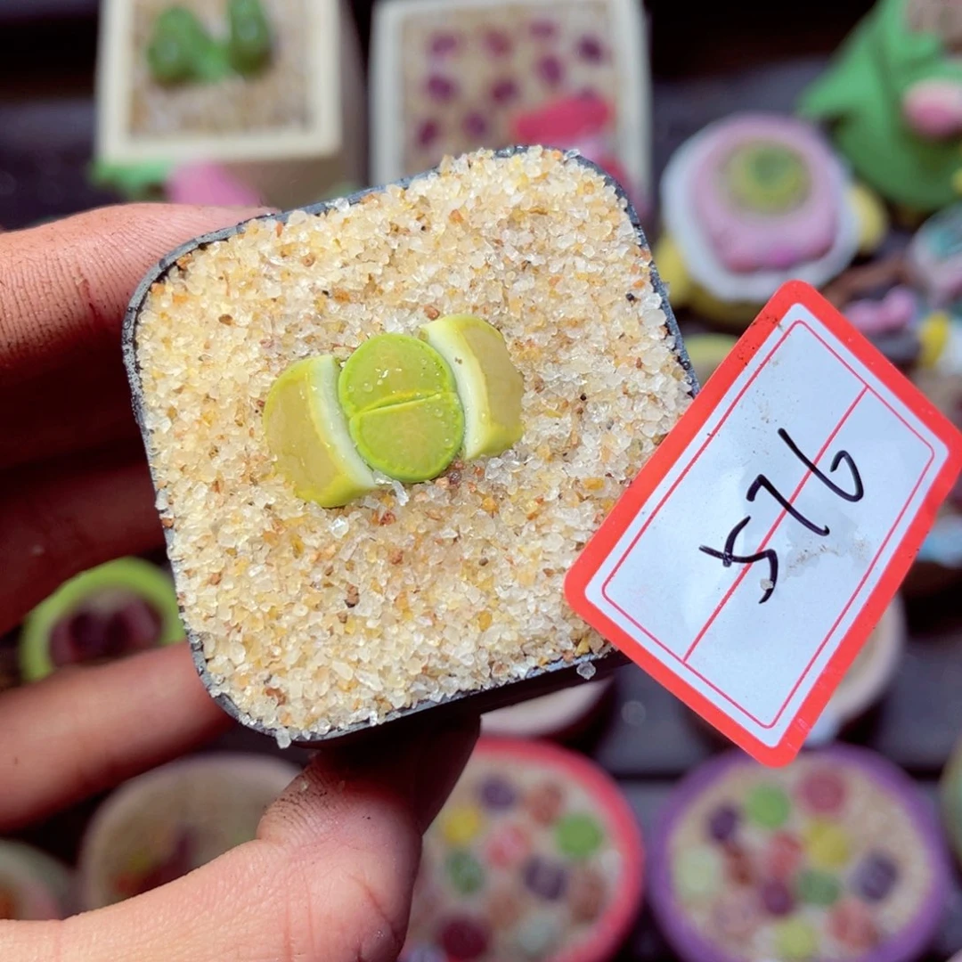 576生石花带盆发