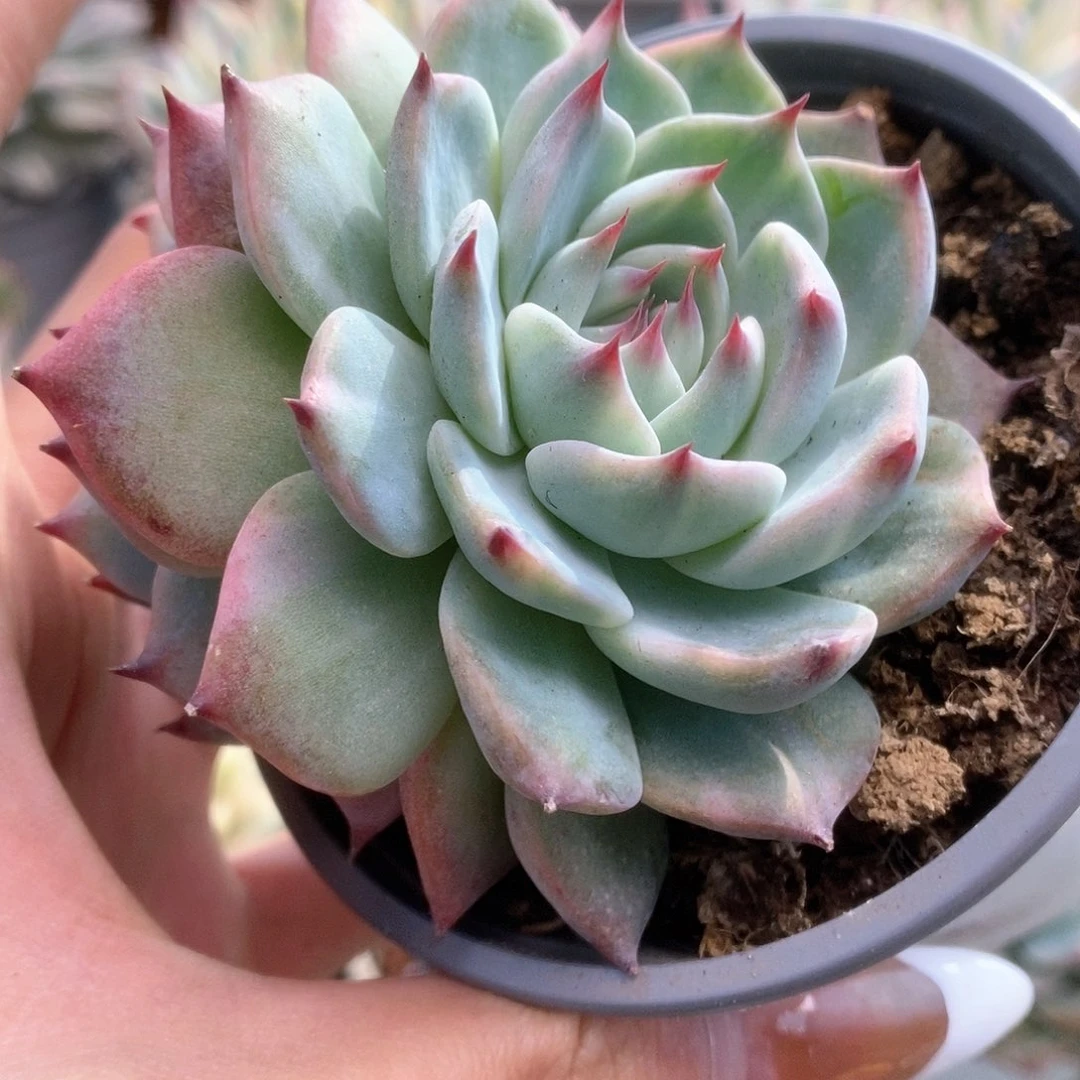 072花脸加少锦锦锦锦