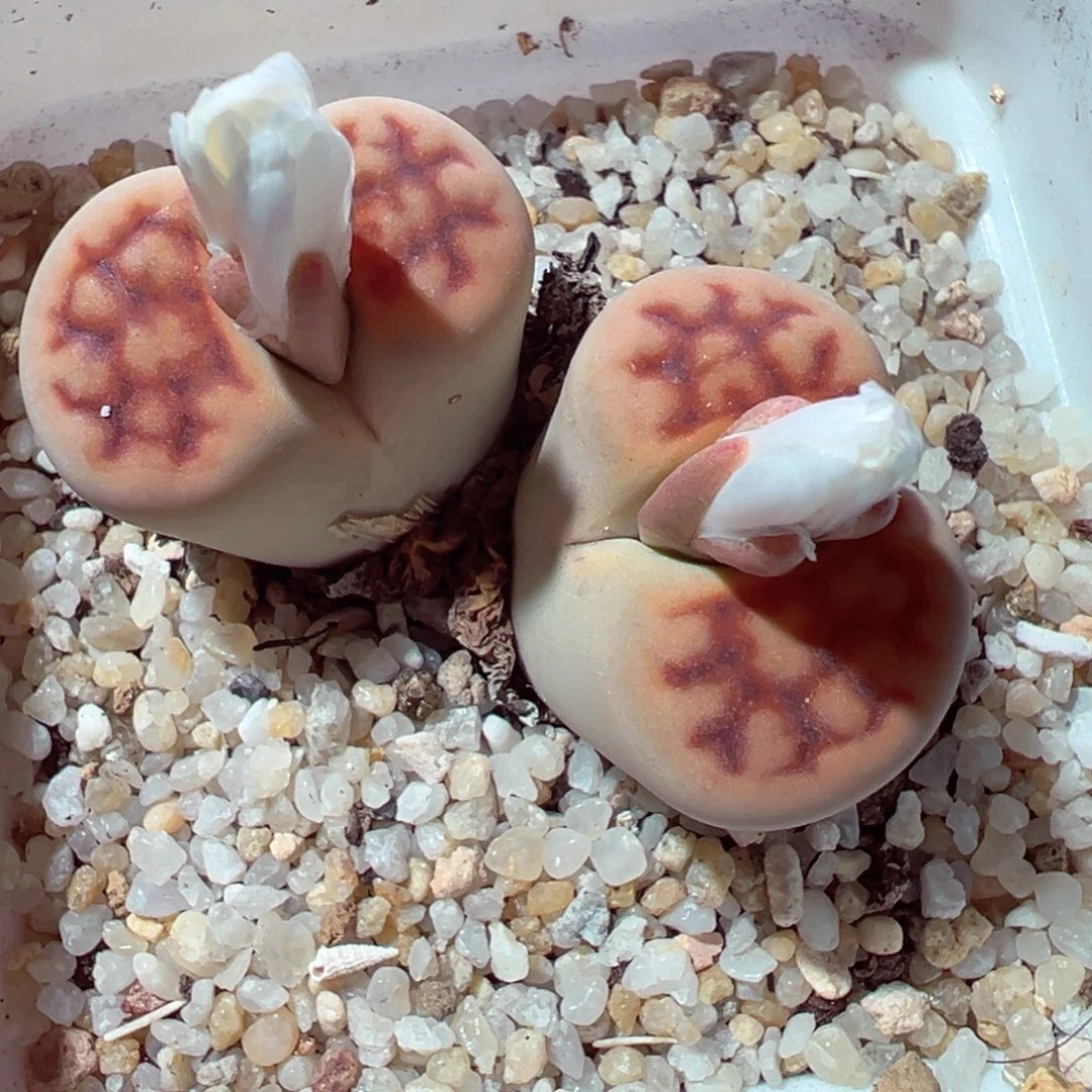 1128-781多肉多肉红