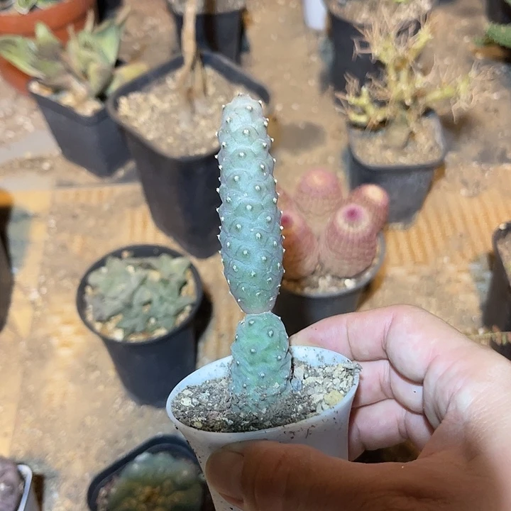 无花朵松笠团扇一物一拍