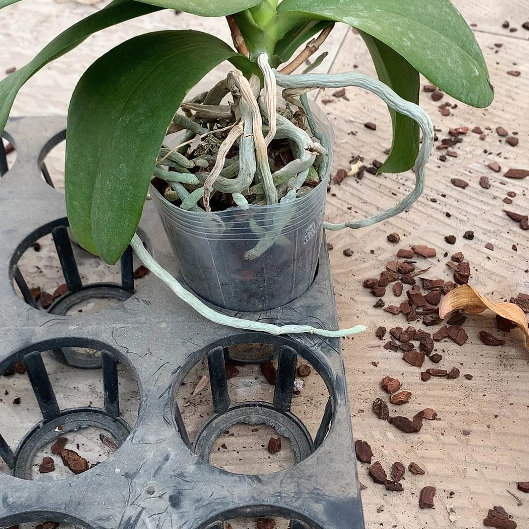 完全开放黄金宝贝随单一颗