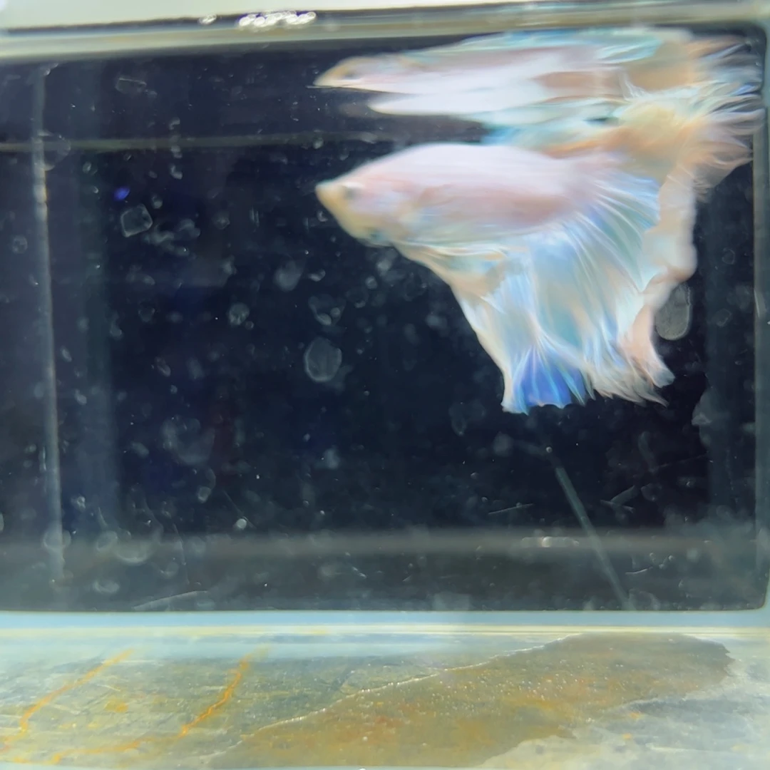 斗鱼浅色特殊尾hhhh