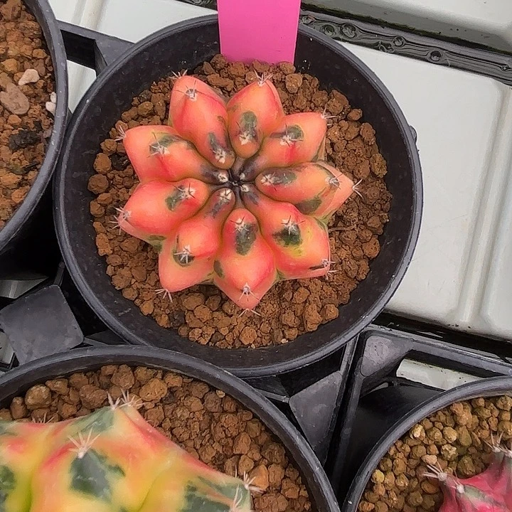 17-0513国内发货多肉