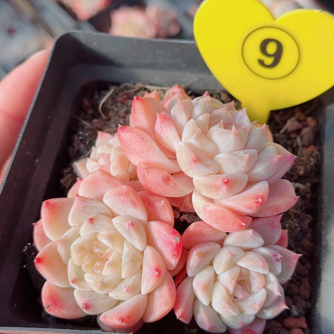 9号小老桩秘境冰魄群