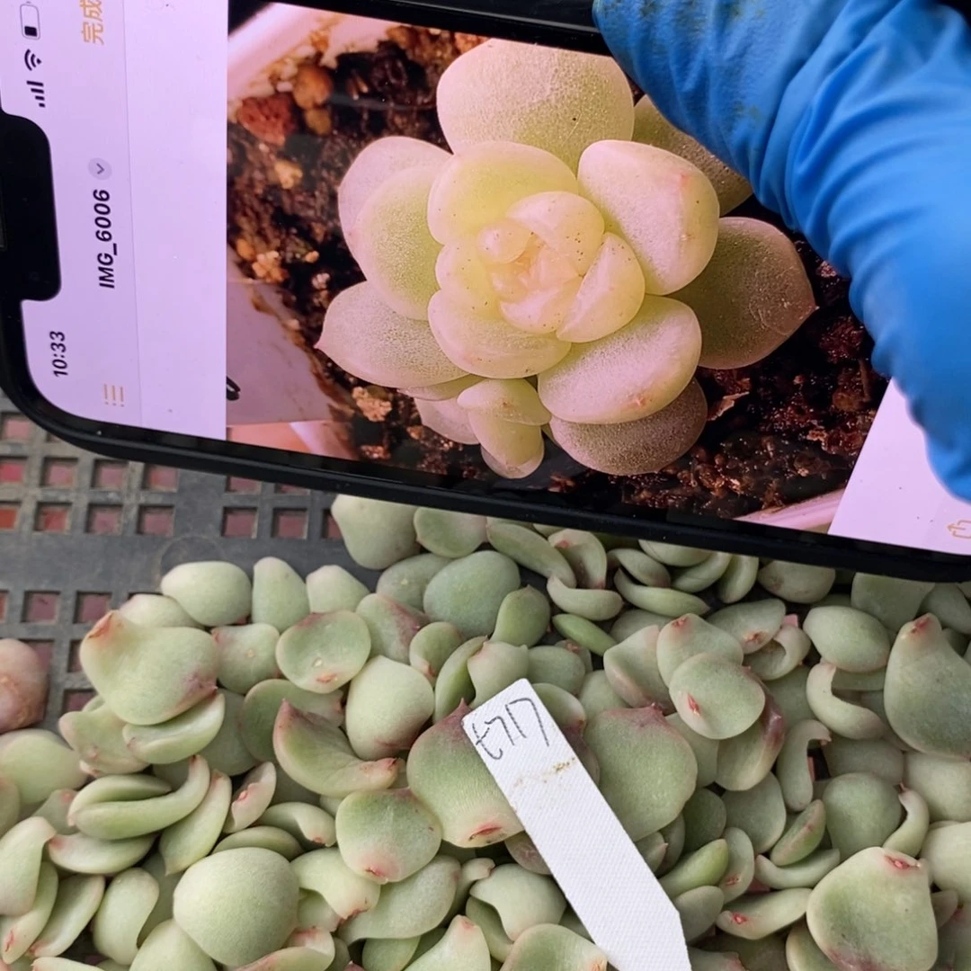 纯叶片甜心717叶片一个