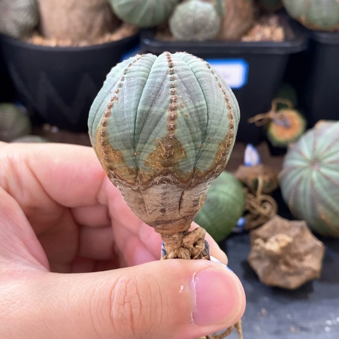 30 欧系实生布纹球多肉植物