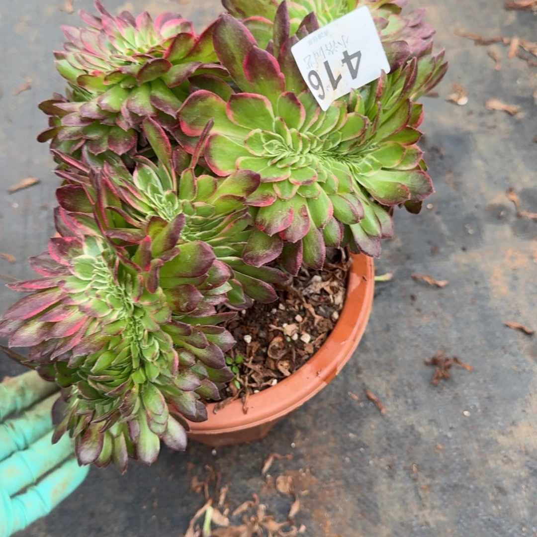 416海王缀化多肉植物满28包邮