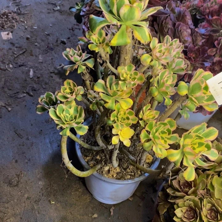 保时捷多肉断头不包1791