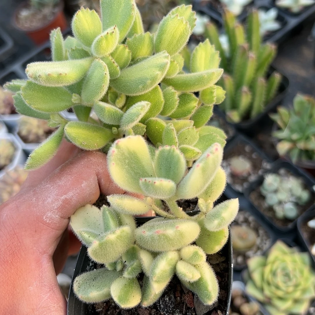 多肉植物熊童子两颗