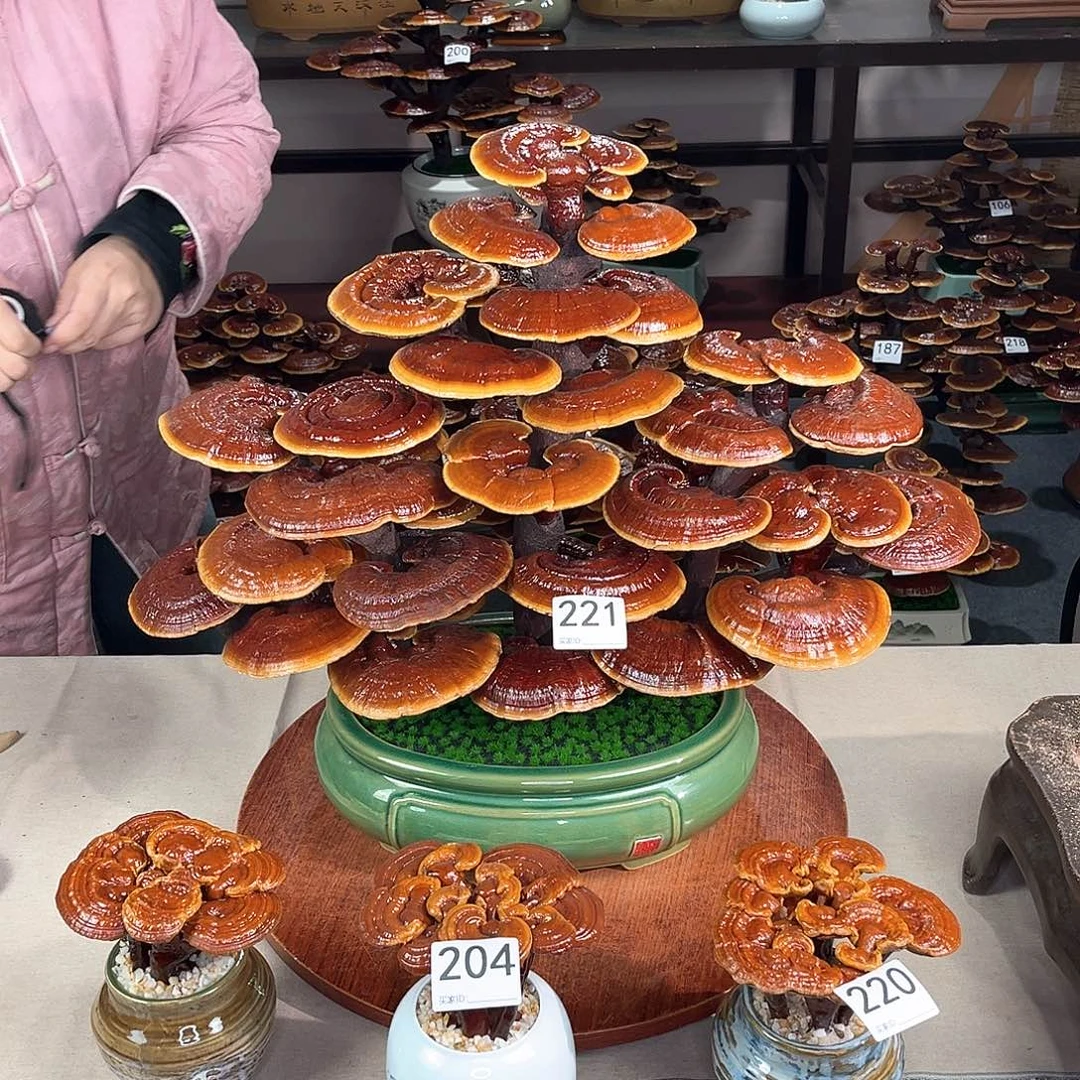 万事如意888888221