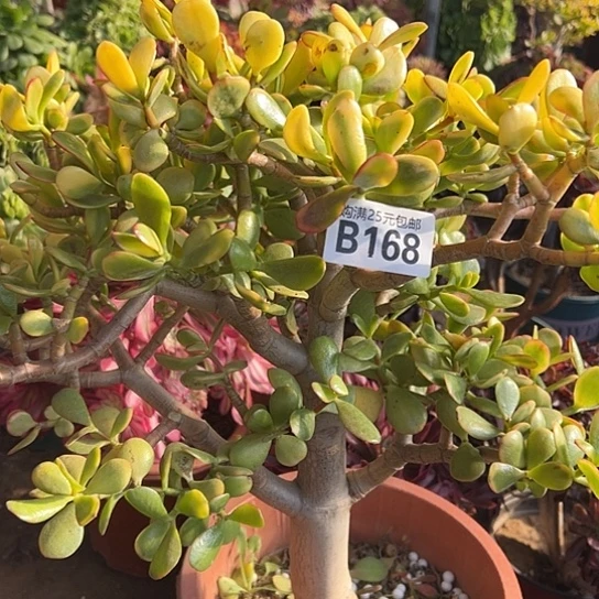 咖*?一颗多肉法师植物