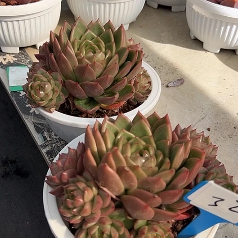 32珍妮一个带盆多肉