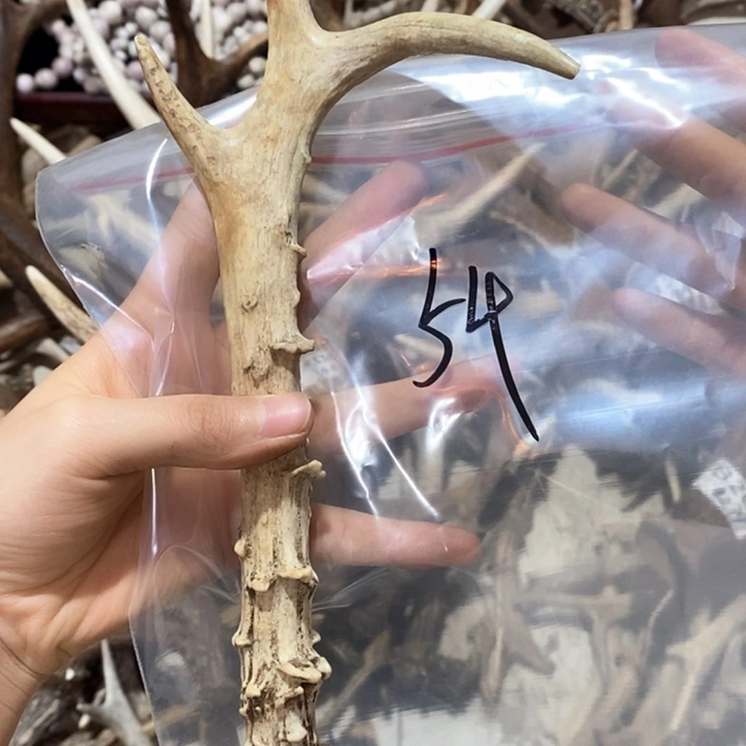 鹿鹿鹿鹿角鹿角鹿角