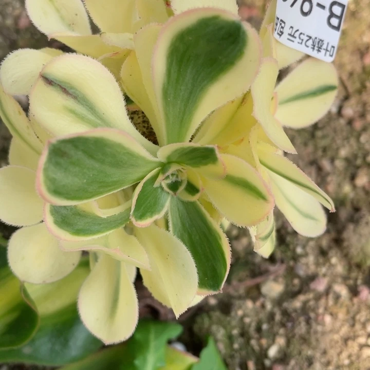 948王妃多肉12345678