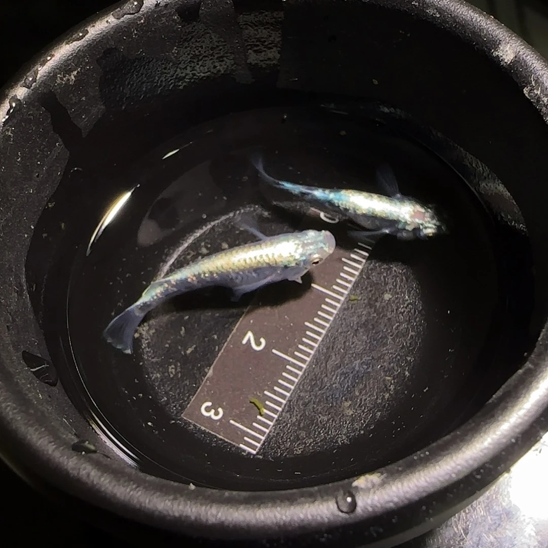 青鳉鱼观背青鱂一物一拍139