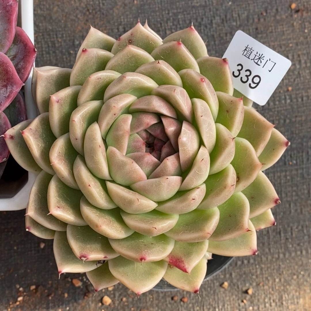 暖*。不包整散掉头339