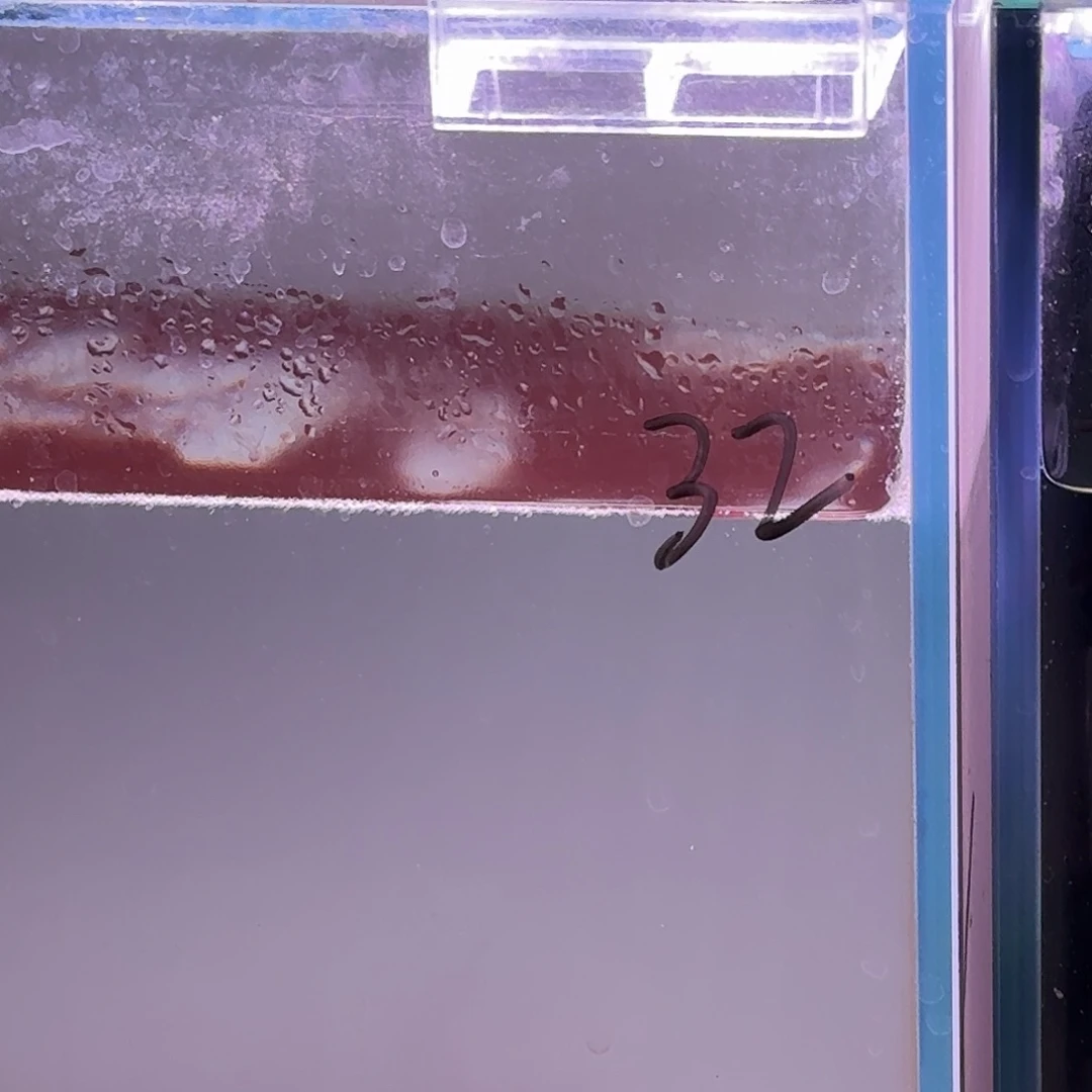 雷龙鱼鬼王雷龙活体包邮