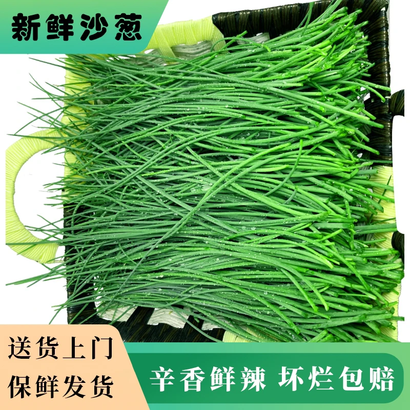 【送货上门】甘肃民勤新鲜沙葱1/2/3/5斤现摘现发辛香鲜辣爽口百搭
