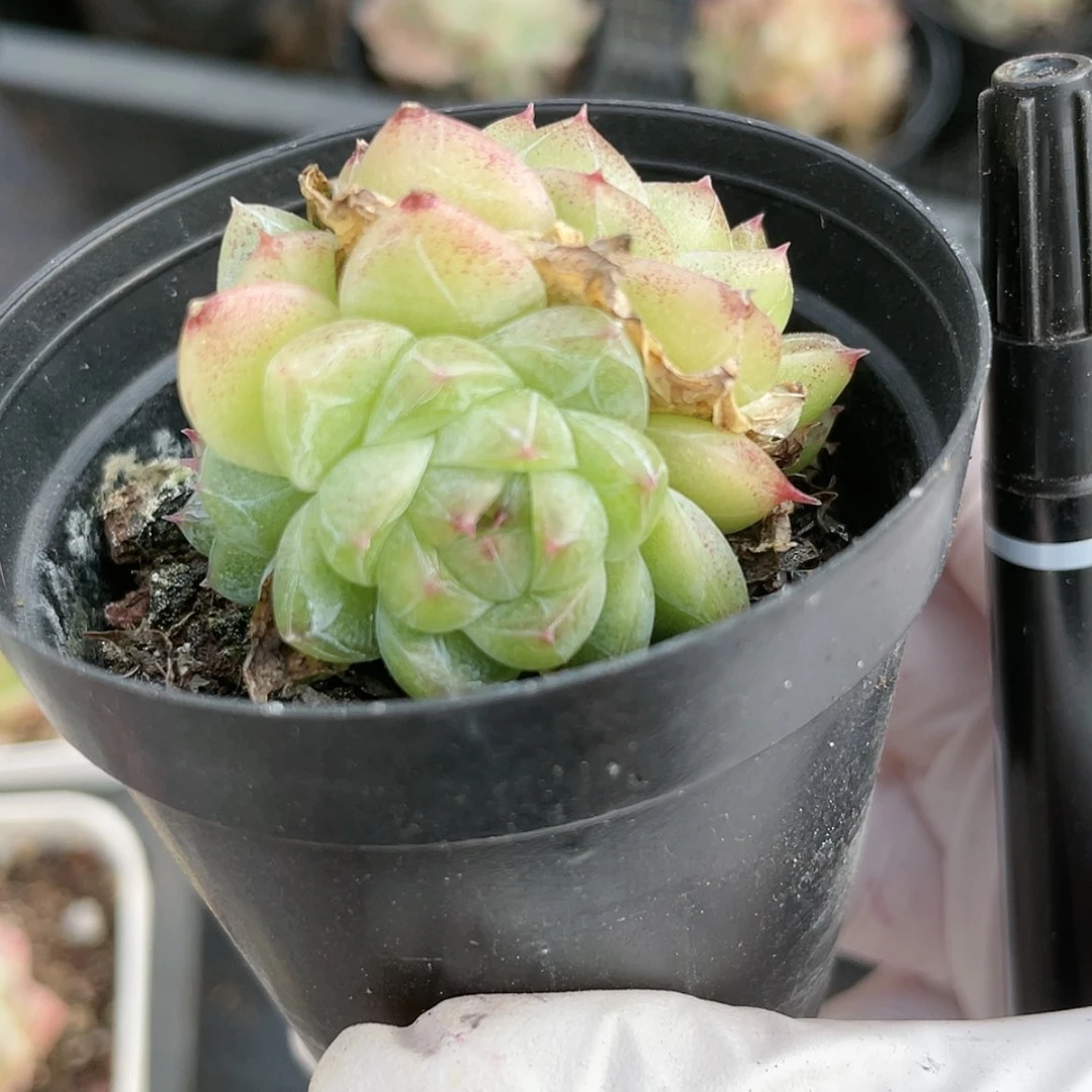 【闪购商品】?**柒墨专拍