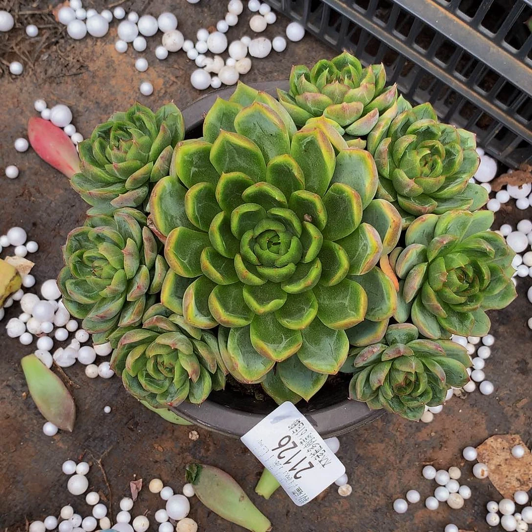 图***图       绿龙多肉21126