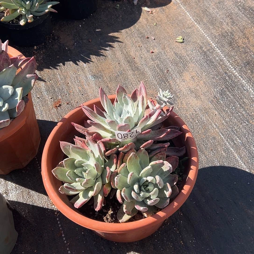 红***.圆叶个体红帕翠沙仙女杯多肉。