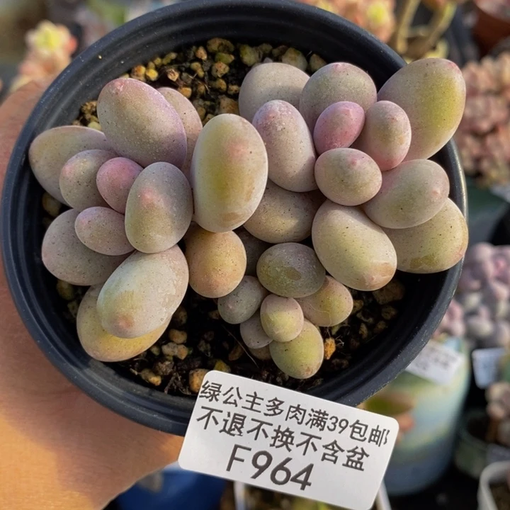 蛋黄奶7cm964多肉植物