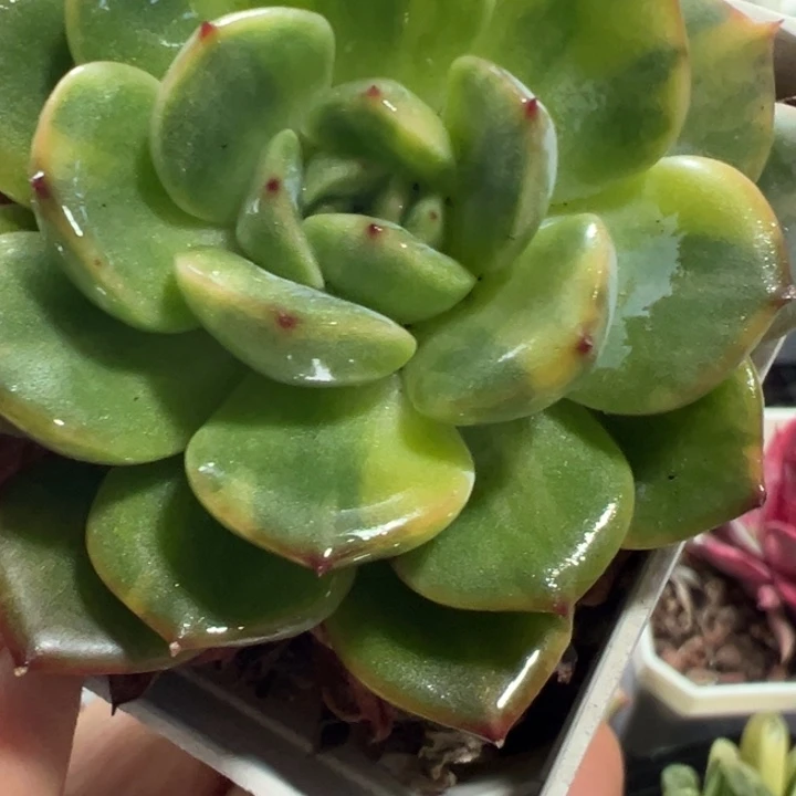 三文鱼锦多肉植物1309