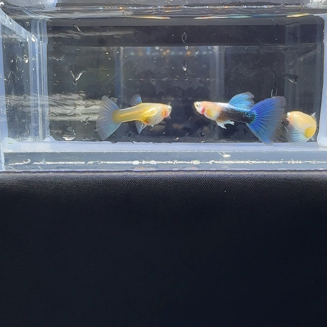 孔雀鱼关注主播可以竞拍