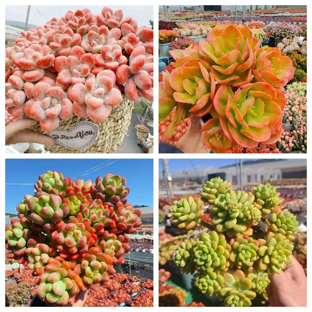 X红洛神+草编蓝组合 新手好养带盆栽好美观多肉植物秋季