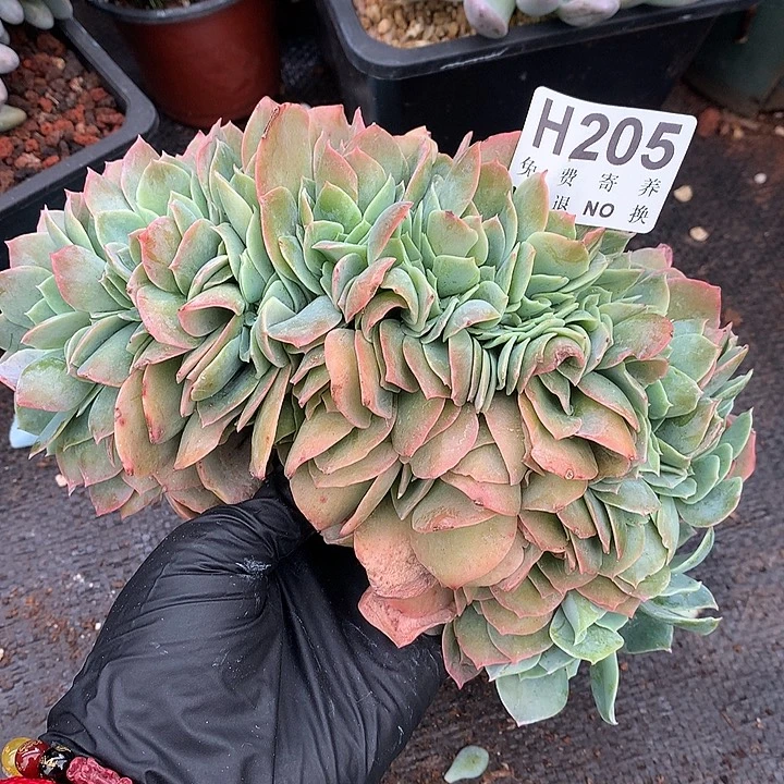白玉兰缀化 非偏远38包邮节后发货