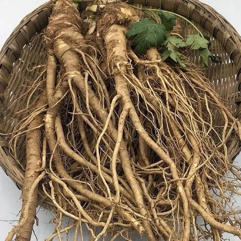 【黑哥助农】新鲜当归高山农家甜当归整根白当归菜当归可煲汤煮水