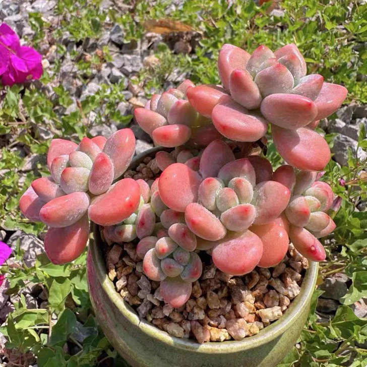 大洛神多肉植物红洛神带香味老桩多肉