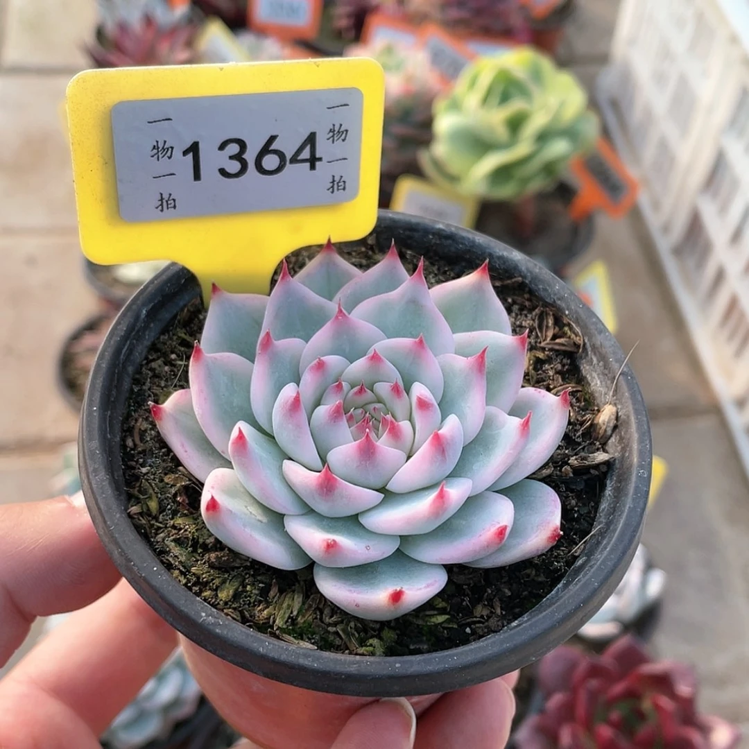 【闪购商品】1364号