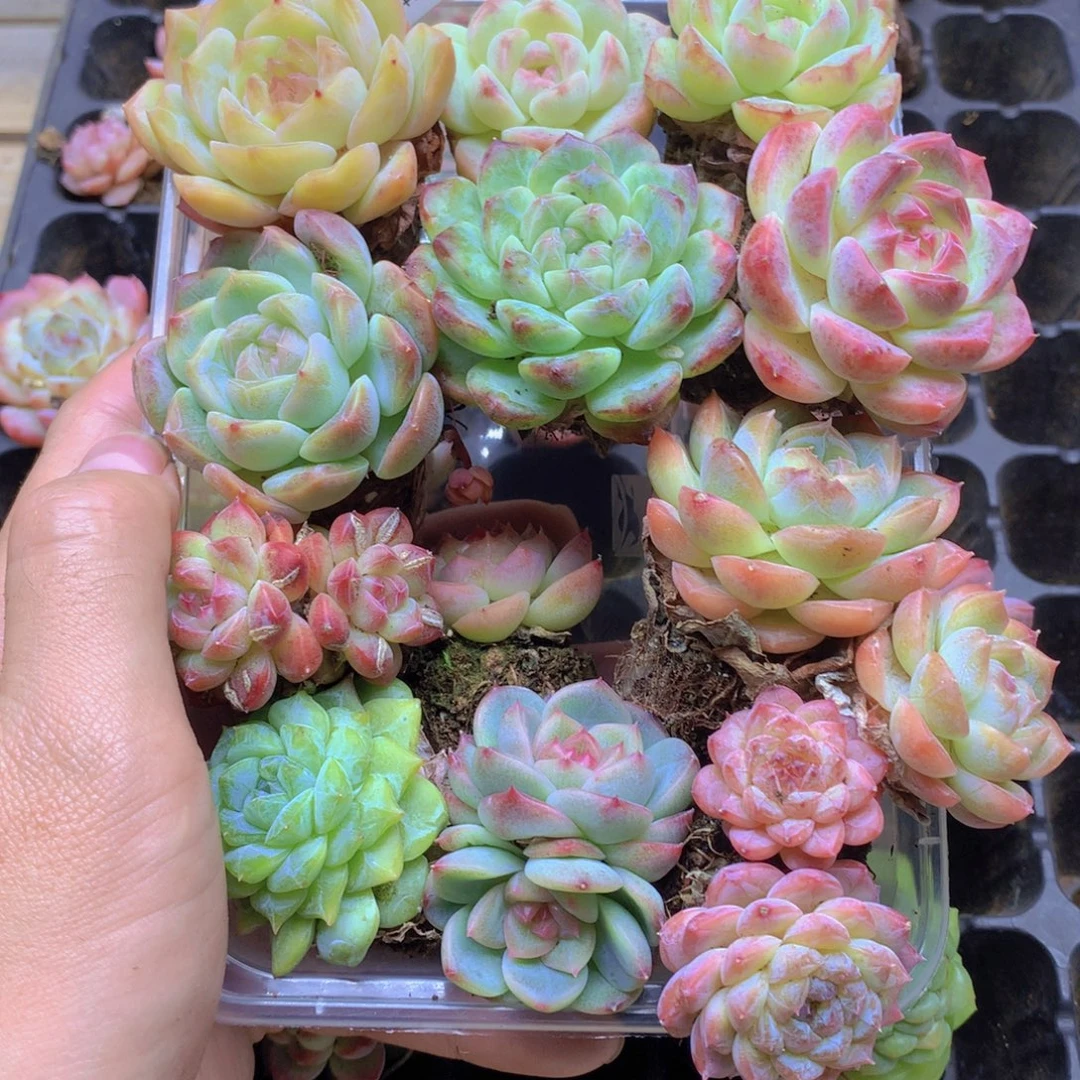 我要去看你了啊030