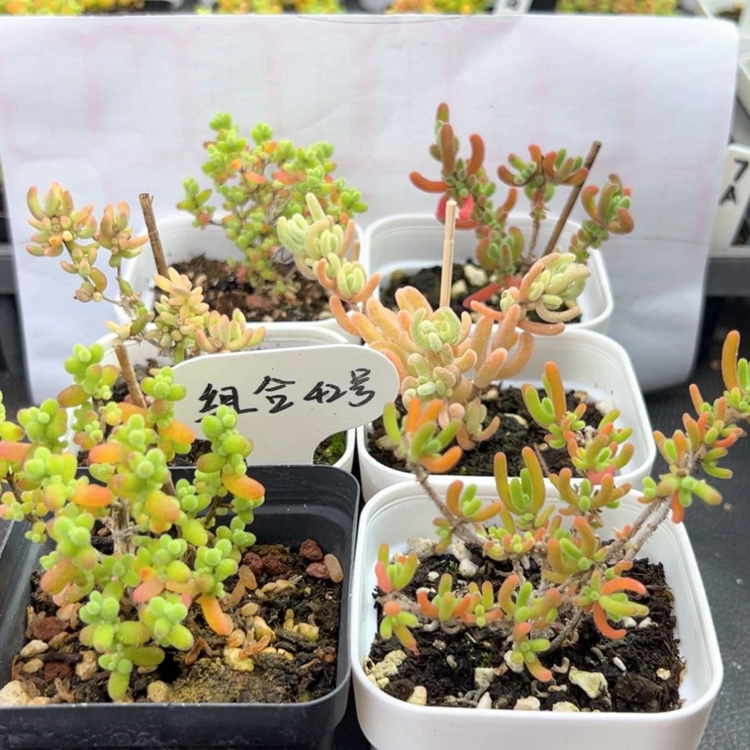 新手福利组合42号