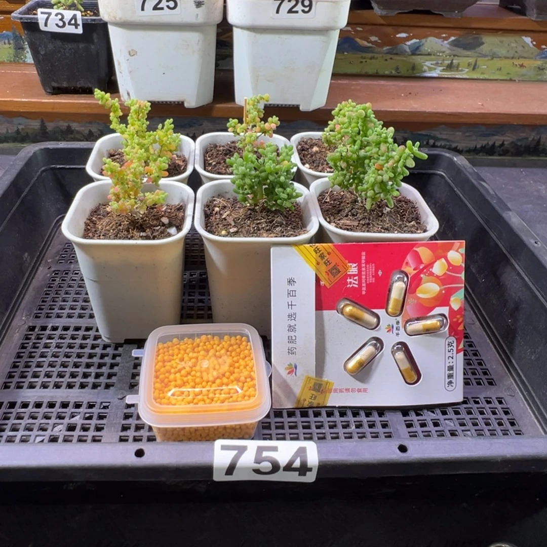 枝干番杏多肉植物743安