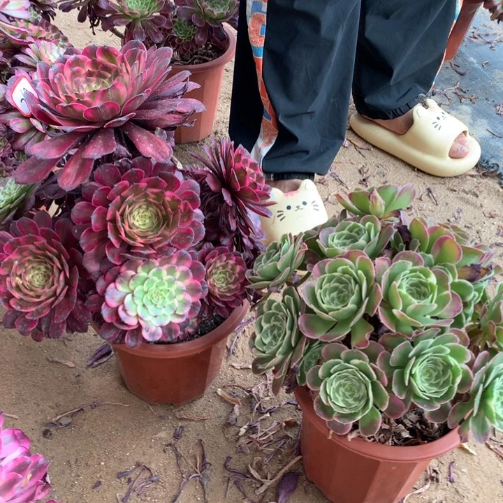 不包损769.770号红金刚雨花石