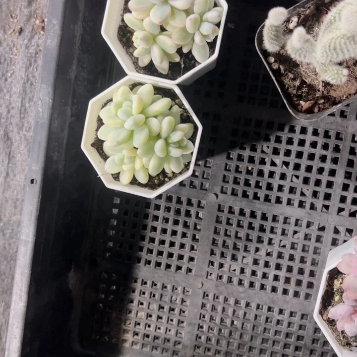 L***I劳尔锦精品多肉植物