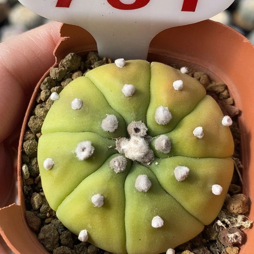 761黄体斗系列福利来袭