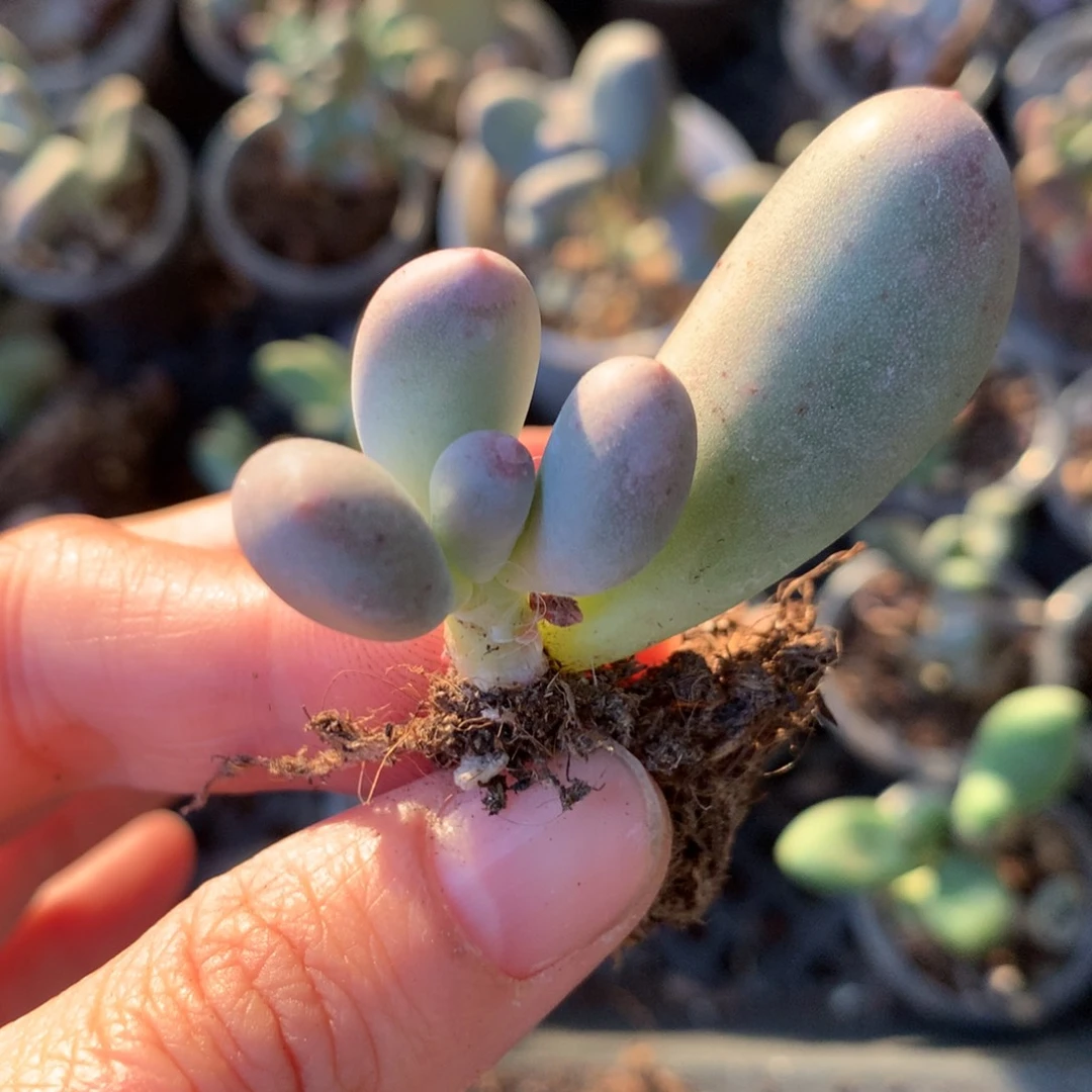 你了你好好好米可奶