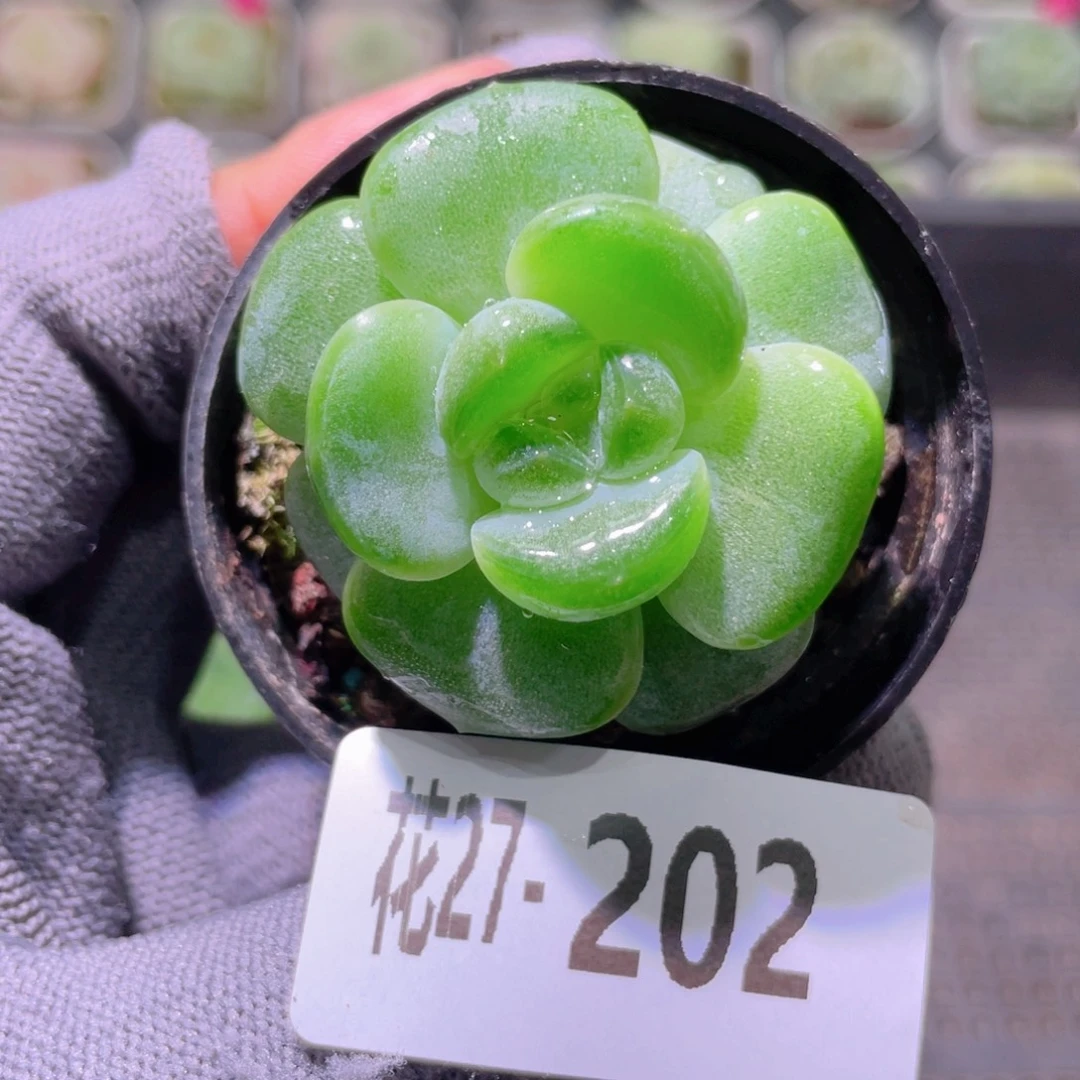 花利美27-202珍妮