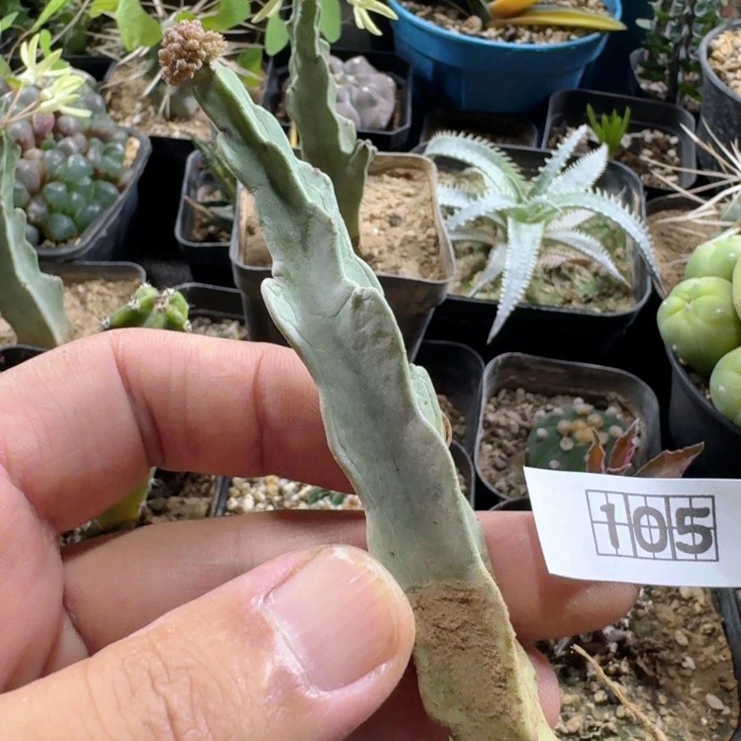 105金簪水牛角脱土发货