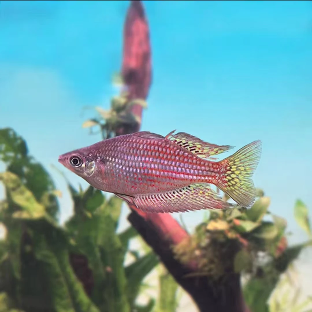 小型热带观赏鱼  鲷科鱼火麒麟美人 好养易活群游混养