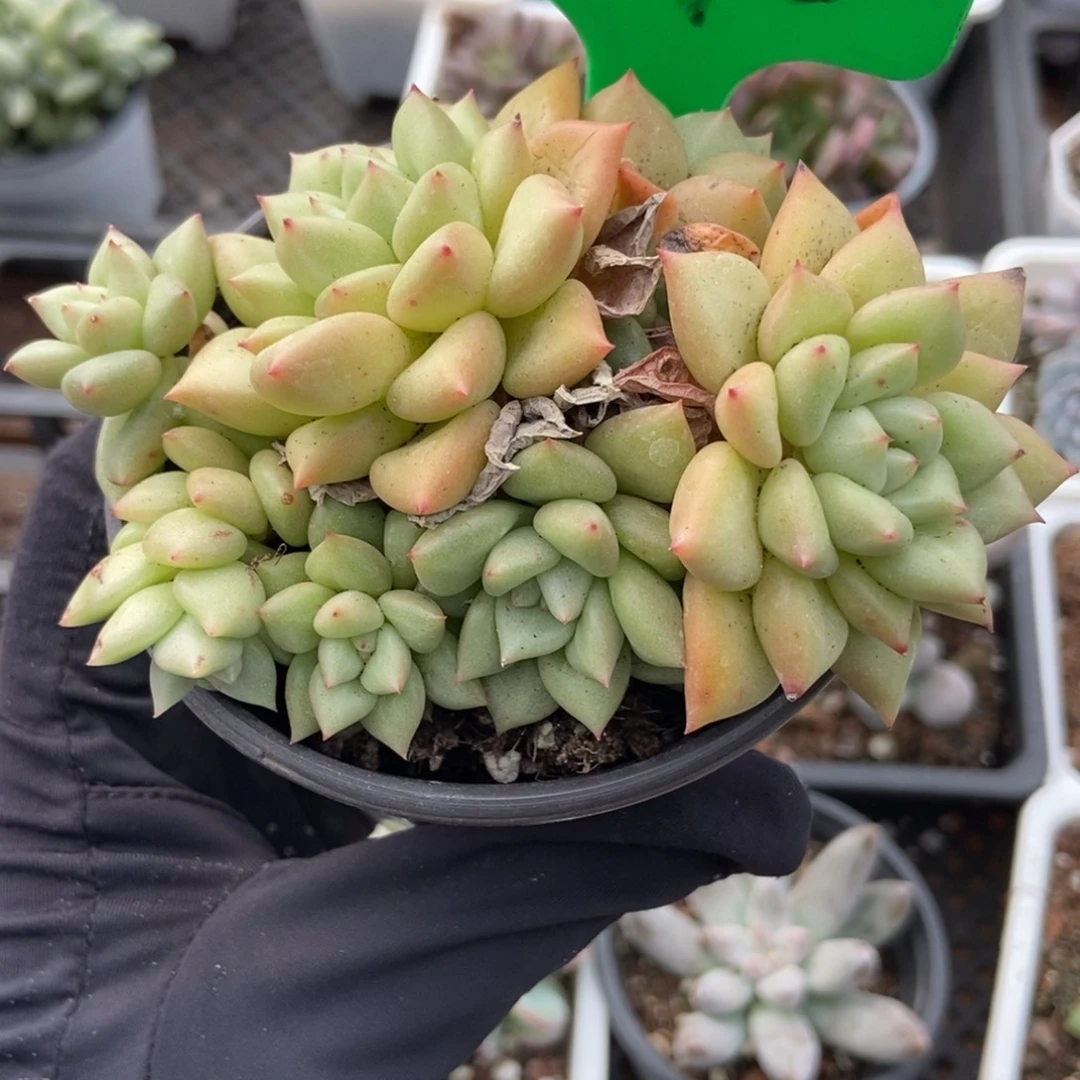 1040黄金象牙多肉植物