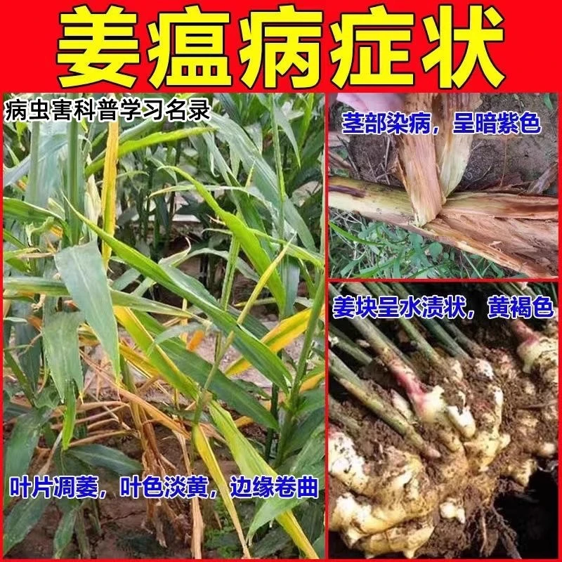 姜瘟净大姜姜瘟病跟腐病烂脖子病枯萎病叶枯病黄叶病病毒病水溶肥