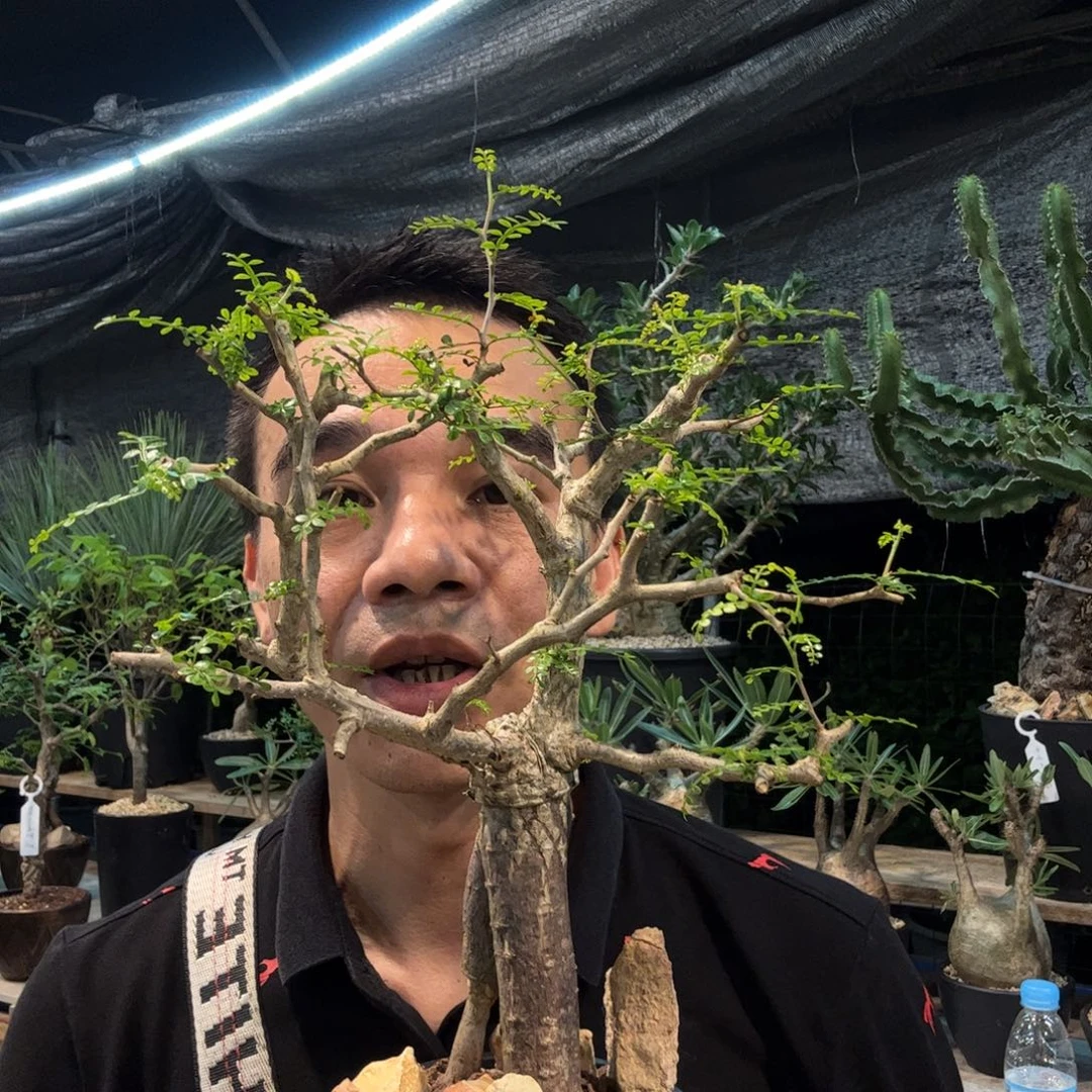 639象足漆树带盆发货
